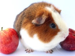 Guinea Pigs Eat Plums