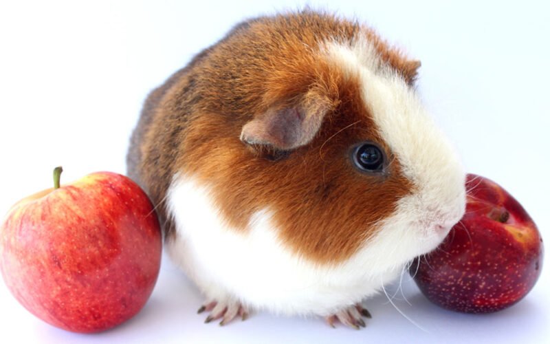 Guinea Pigs Eat Plums