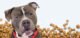 Grain-Free Cat Food: Is It Suitable for Dogs? 7 Grain-Free Cat Food: Is It Suitable for Dogs?