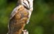How Do Baby Owls Sleep 5 Baby Owls Sleep