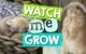 How Fast Do Rabbits Grow 5 How Fast Do Rabbits Grow