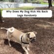 My Dog Kick His Back Legs Randomly