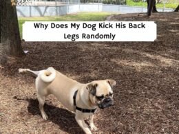 My Dog Kick His Back Legs Randomly