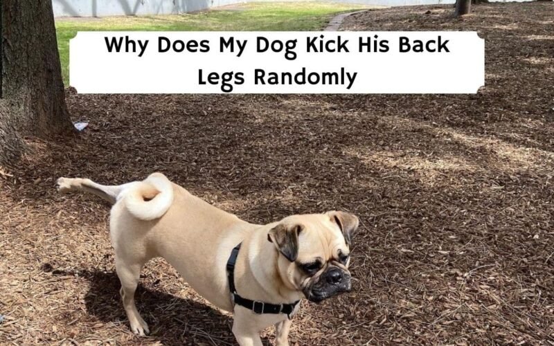 My Dog Kick His Back Legs Randomly