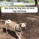 Why Does My Dog Kick His Back Legs Randomly 7 My Dog Kick His Back Legs Randomly