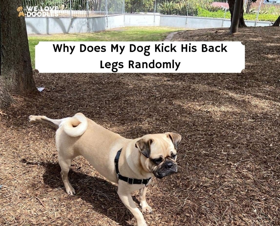 My Dog Kick His Back Legs Randomly