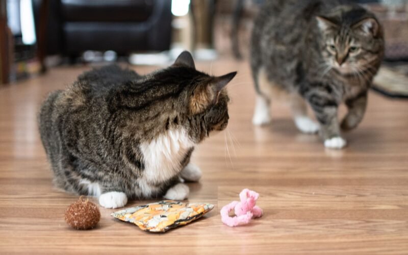 How to Show Dominance to a Cat