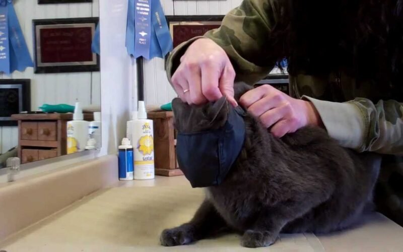 Restrain a Cat for Grooming