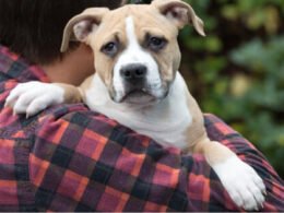 Dog Yelps When I Pick Him Up