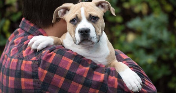 Dog Yelps When I Pick Him Up