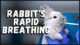 Why is My Bunny Breathing Fast? 6 Why is My Bunny Breathing Fast