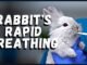 Why is My Bunny Breathing Fast? 11 Why is My Bunny Breathing Fast