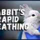 Why is My Bunny Breathing Fast