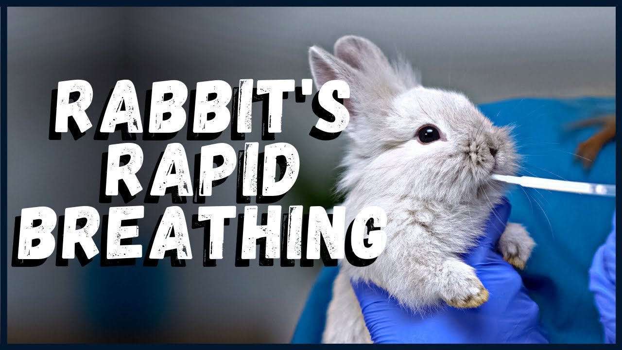 Why is My Bunny Breathing Fast