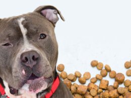 Can dogs eat grain-free cat food