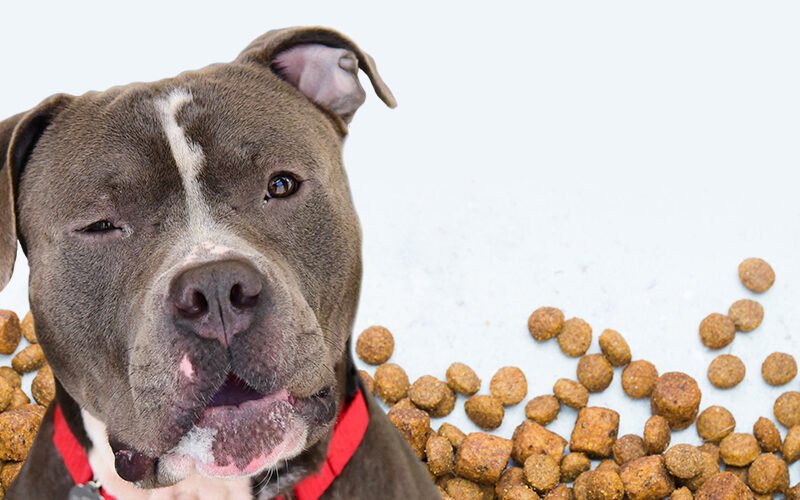 Can dogs eat grain-free cat food