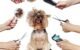 How Long Does It Take to Learn How to Groom Dogs? 5 How Long Does It Take to Learn How to Groom Dogs?