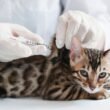 How Long Can a Cat Live With Diabetes Without Insulin