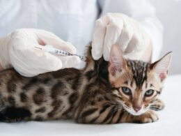 How Long Can a Cat Live With Diabetes Without Insulin