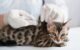 How Long Can a Cat Live With Diabetes Without Insulin 5 How Long Can a Cat Live With Diabetes Without Insulin