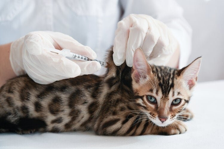 How Long Can a Cat Live With Diabetes Without Insulin
