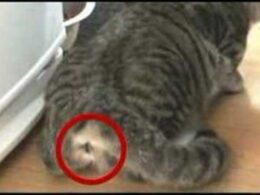 Cats Spray When in Heat