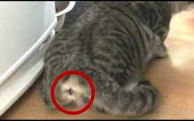 Cats Spray When in Heat