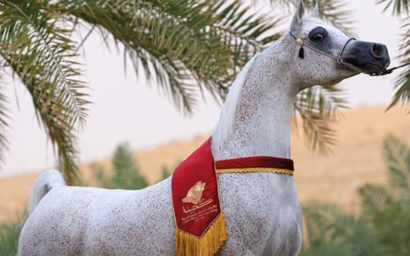 Camels Smarter Than Horses