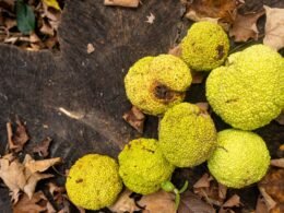 Horses Eat Horse Apples