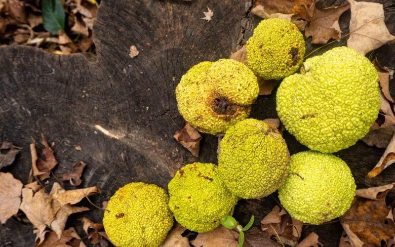 Horses Eat Horse Apples