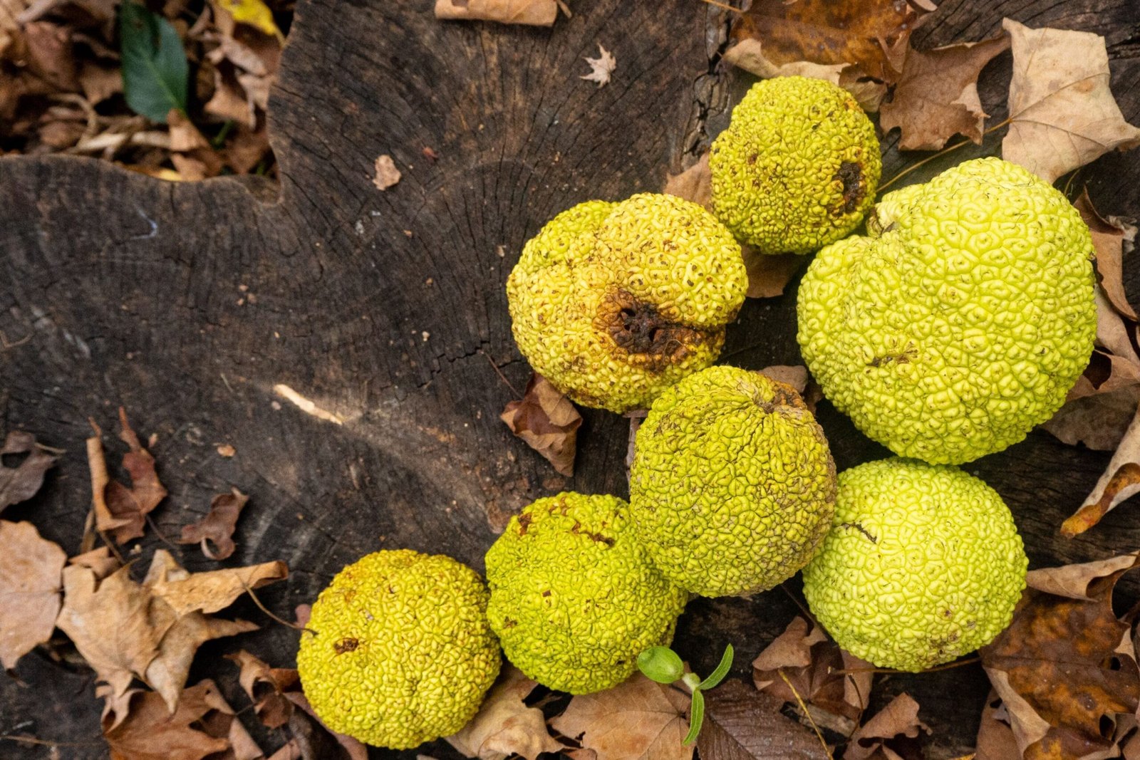 Horses Eat Horse Apples