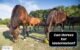 Can Horses Eat Broccoli? A Comprehensive Guide for Equine Nutrition 5 Horses Eat Broccoli