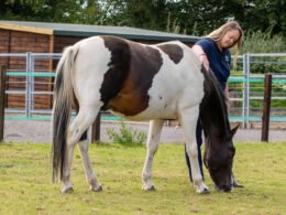 Euthanize a Horse With Cushing's