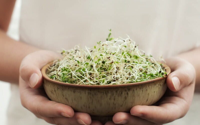 Horses Safely Chow Down on Alfalfa