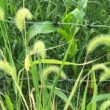Horses Eat Foxtail Grass