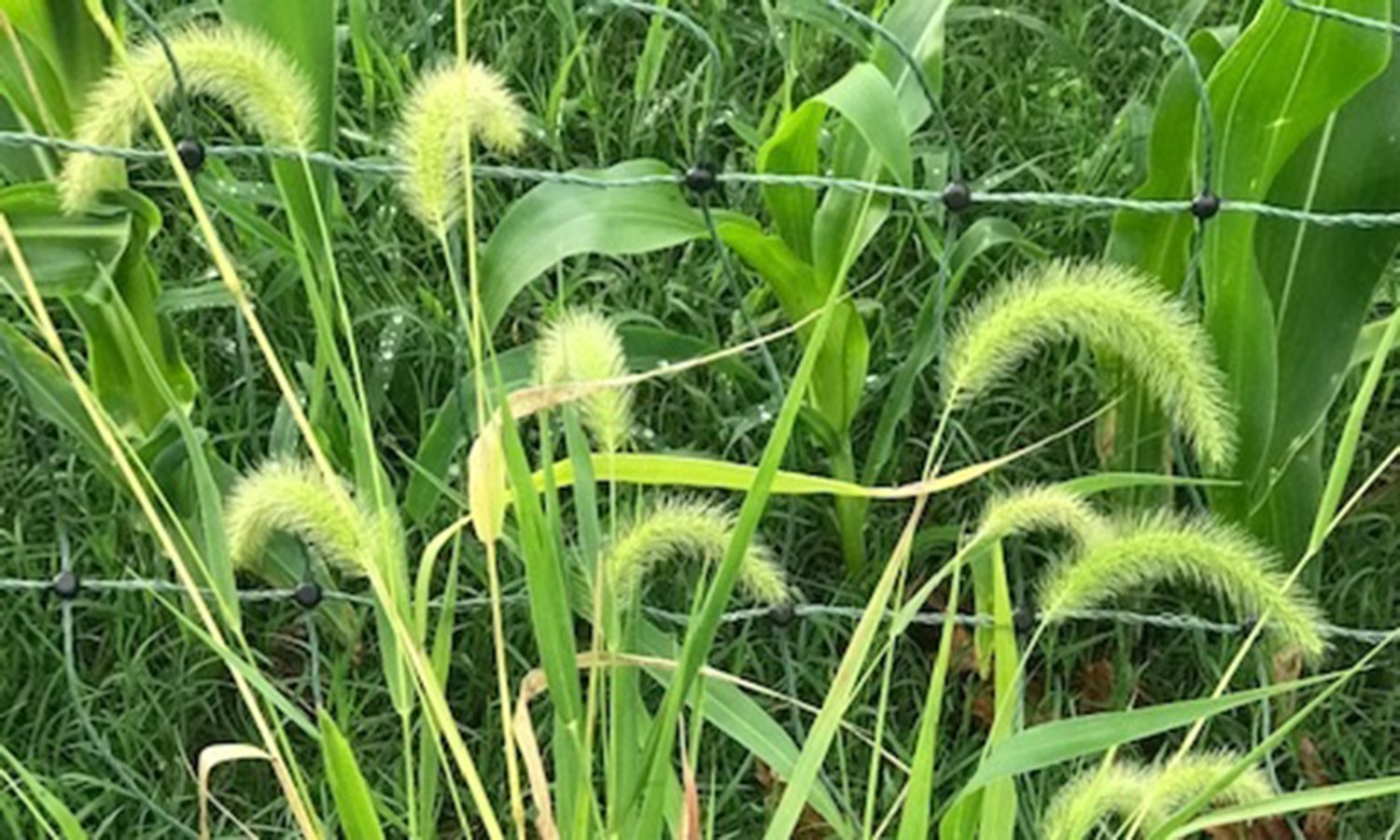 Horses Eat Foxtail Grass