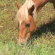 Horses Safely Graze on Fescue Grass