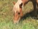 Can Horses Safely Graze on Fescue Grass? Find Out Now! 9 Horses Safely Graze on Fescue Grass