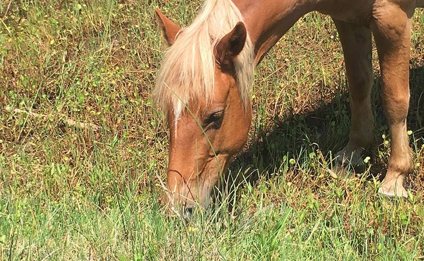Horses Safely Graze on Fescue Grass