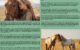 Are Horses Loyal? Discover the Unbreakable Bond Between Humans and Equines 5 Horses Loyal
