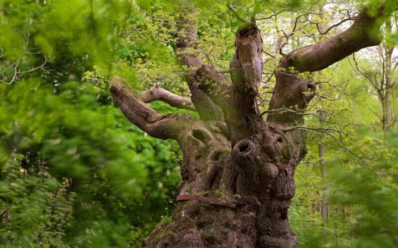 Horses Eat Oak Leaves