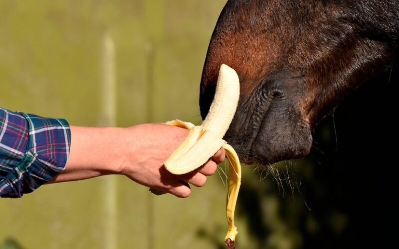 Horses Love Eating Banana Peels