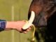 Can Horses Safely Consume Banana Peels? Find Out Now! 11 Horses Love Eating Banana Peels