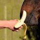 Horses Love Eating Banana Peels