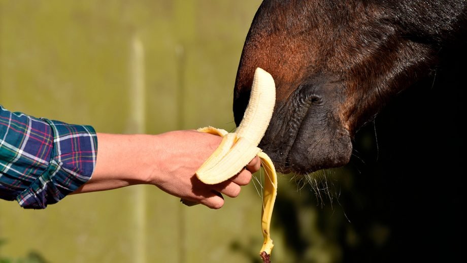 Horses Love Eating Banana Peels