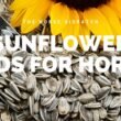 Horses Eat Sunflower Seeds