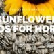 Can Horses Eat Sunflower Seeds: A Nutritious Addition to their Diet 8 Horses Eat Sunflower Seeds