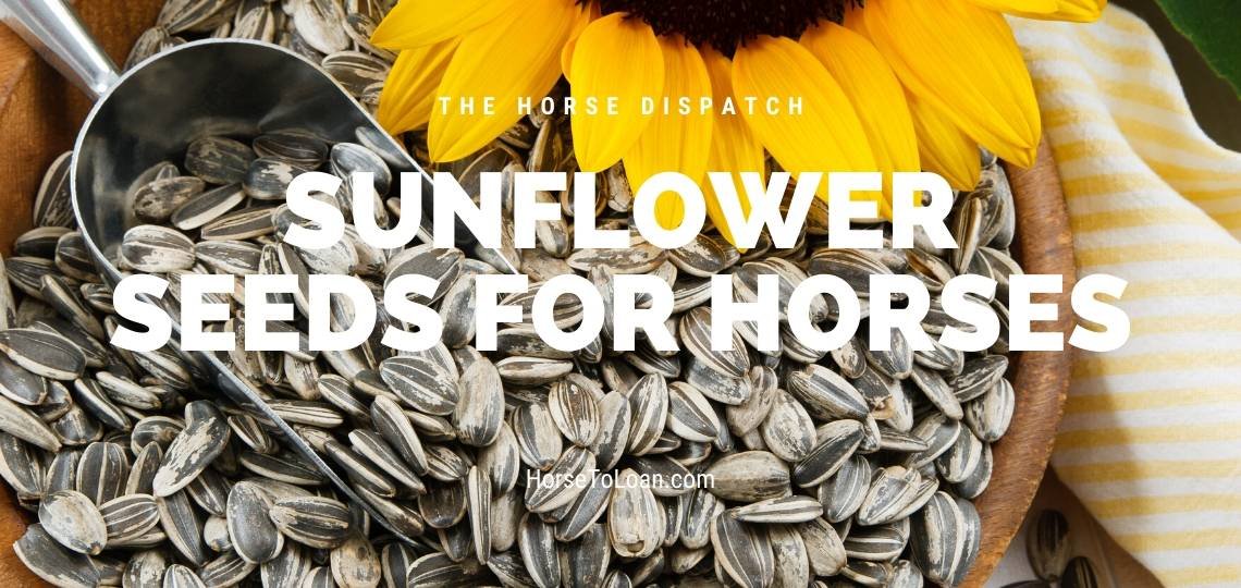 Horses Eat Sunflower Seeds