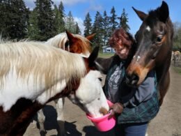Horses Eat Blackberries