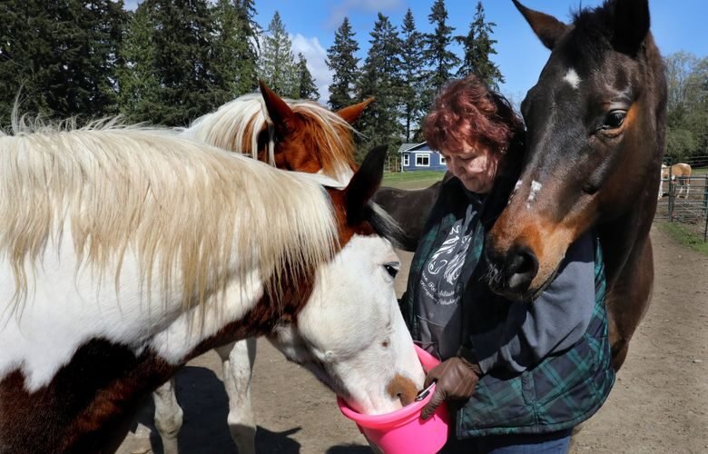 Horses Eat Blackberries